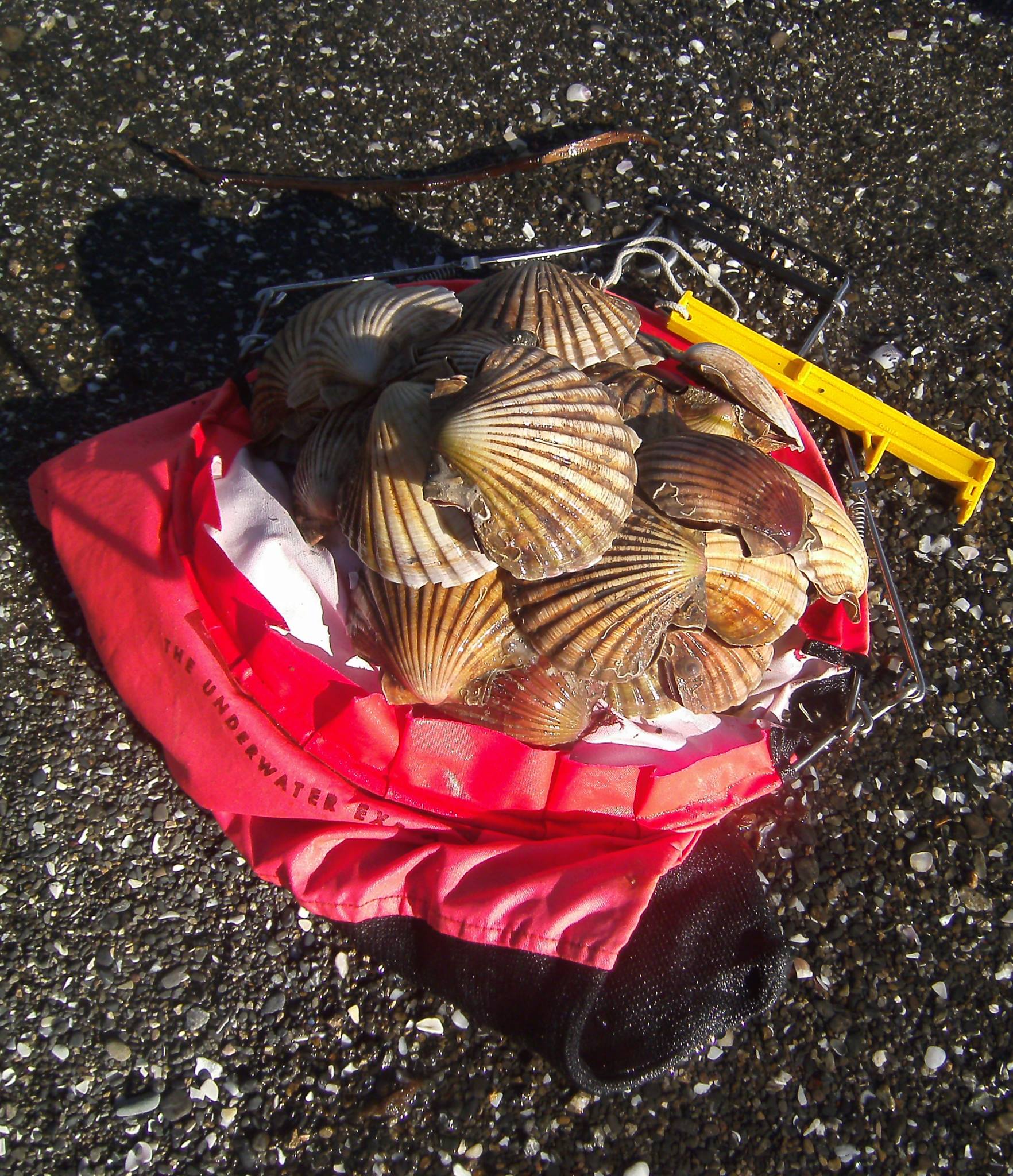 Scallops (Pecten Novaezealandiae) Dive HQ New Zealand