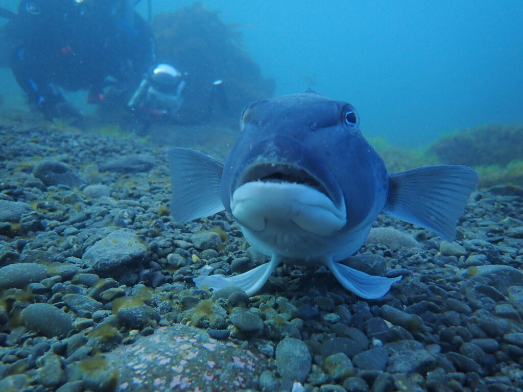 yimby-dive-hq-new-zealand